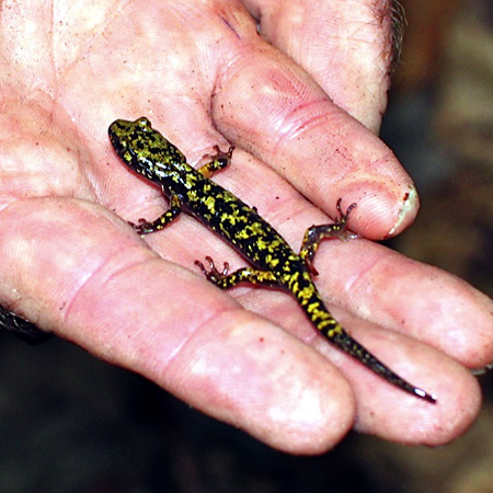 Rare and endangered green salamander