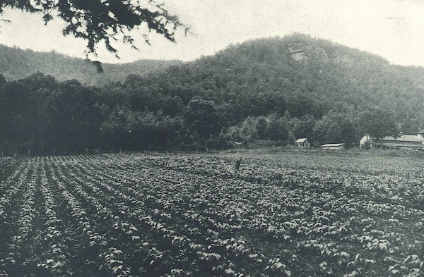 Garden 1926