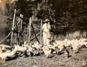 henry carrier chickens